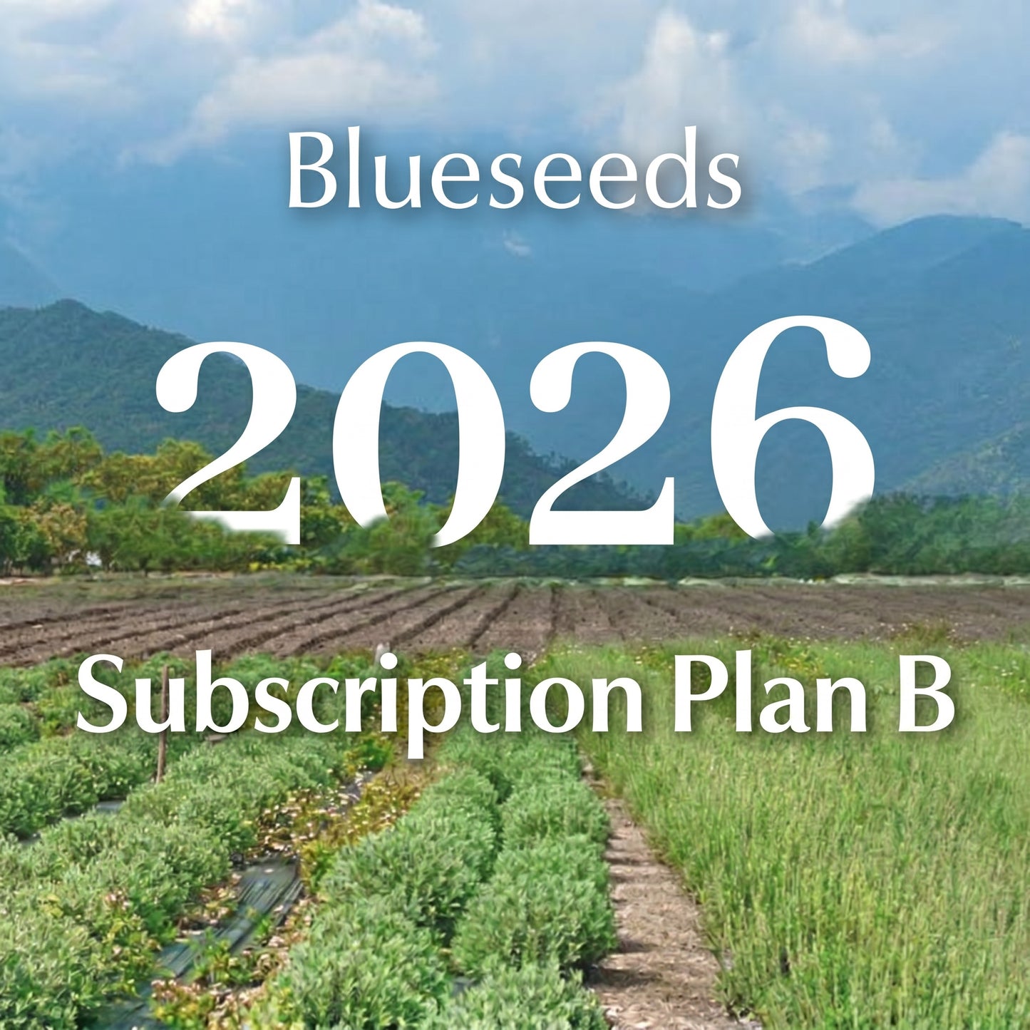 subscription Plan B - Blueseeds Signature Wellness Experience Collection - Kimberly